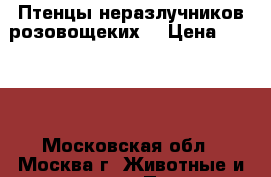 Птенцы неразлучников розовощеких. › Цена ­ 2 000 - Московская обл., Москва г. Животные и растения » Птицы   